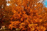 Photo of old growth large Silver Maple tree just before it loses its fall foliage.