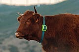 Smart Livestock Tracking Powered by Satellite IoT