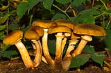 Agile is a mushroom