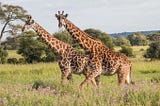 Researchers found that giraffes are really a profoundly complicated social animal varieties