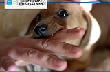 Legal Help for Dog Bite Injuries