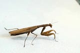 Reconsidering the Origins of Life: A Hypothesis of Pre-Existing Intelligent Insects in Pangea