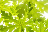 6 Health Wonders of Pawpaw Leaf