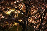 a photo of a tree, the flowers within it pink, as a street lamp shines through it at night — taken in Brooklyn, NY