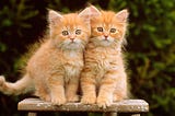 Parameters vs. Arguments about Kitten Claws