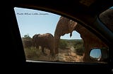 New book: On the road to elephants