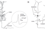 Spiking Neuron