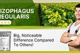 Rhizophagus Irregularis: My Garden’s Game-Changing Partner!