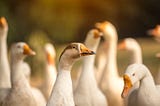 Group of orange beaked white geese during a golden sunset.