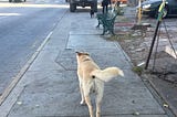 Perros en Mexico