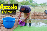 Transforming Poultry Farming with Azolla: A Step-by-Step Guide to Building an Azolla Pond