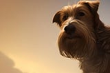 Image of soulful-looking dog generated by author using NightCafe