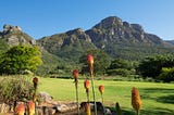 Top Picnic Spots In Cape Town: Experience Splendid Picnics Wherever You Wish