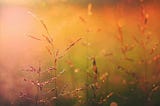 Beauty As the Radiance of Existence Itself :How awakening teaches us to see a more luminous world