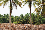 Coir Pith, Coco Peat Suppliers in Sri Lanka — Harish Coconut Products