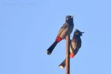 A couple of red-vented Bulbuls