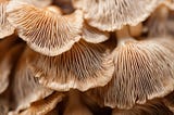 Five Health Benefits You Gain From Eating Hedgehog Mushrooms
