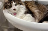 A picture of my cat in the sink.