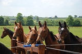 ​Respiratory Disease in Weanlings with Compromised Immune Systems