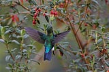 Protecting a Tiny Hummingbird in Ecuador