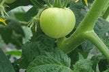 Five Tips For Growing Gorgeous Tomatoes
