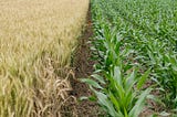 The Truth about Yield Farming