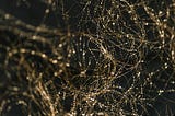 The Nervous System