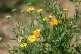 Calendula Miracles.