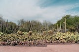 沙漠中的植物園長什麼樣子？Desert Botanical Garden at Phoenix