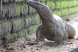 Large and curious black and gray monitor lizard exploring a mossy stone wall on dirt floor in enclosure