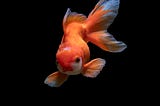 10 go to Amazon products for everyday goldfish care