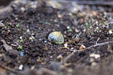 snail shell on a field