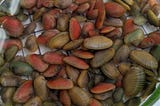 a container holding red, blue, purple and naturally colored mussels.