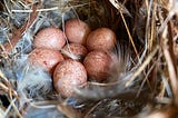 A house wren makes a home