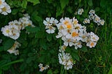 Just a Bunch of Fun Facts About Multiflora Rose