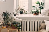 Best indoor plants to have, which work as an air purifier.