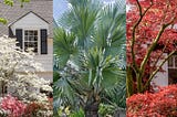 10 Low-Maintenance Trees for Urban Gardens