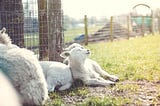 Is it ethical to eat the animals just because it is ‘Halal’?