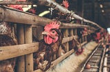 “Comer animales y sus derivados es necesario para mi desarrollo espiritual”
