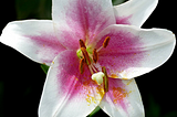 Image of Lilium LxO hybrid “Triumphator”