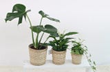 Easy To Grow Houseplants