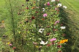 Poppies of vaious colour planted in a straight line.