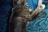 Canis Major
