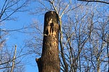 When is a dead tree not dead?