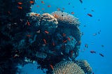 10 Unique Artificial Reefs to Know About