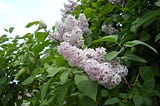 Lilacs