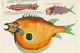 These Fantastical 300-Year-Old Marine Life Drawings Will Blow Your Goggles Off