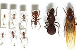 Ant Civilization: The Complex Society Below our Feet