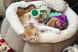 Picture of an orange kitten in a bed with an assortment of cat and dog toys.