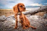 How to Train a Dog to Sit — A Daily Ritual to Teach Your Dog to Sit